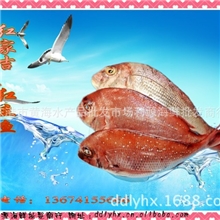 海产品;水产品；鲷鱼；冷冻；鲜活；利源海鲜批发商行优质红鲷鱼