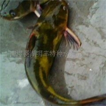 供应：体长2.5cm适合全国各地养殖的黄颡鱼苗