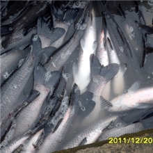 优惠供应浙江湖州菱湖明丰水产品