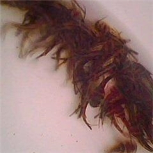 供应已经检查为无公害的优质嘎鱼苗