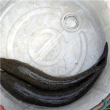 供应无公害水产品大财鱼（黑鱼），全国代办托运