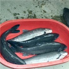 供应无公害水产品，并可以为专业钓鱼场提供10以上的大青鱼