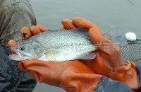 供应无公害适应全国各地钓鱼场垂钓且上钩率很高的优质商品鲈鱼品