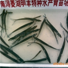 供应全国各地都适宜养殖的优质翘嘴白条苗