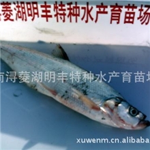 供应无公害绿色优质淡水鱼翘嘴白条商品鱼