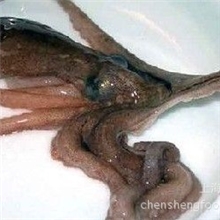 八爪鱼供应/活八爪鱼批发&mdash;&mdash;上海晨升食品