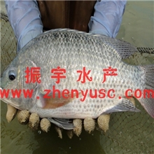 罗非鱼苗批发大量供应