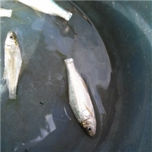 大量供应鲮鱼苗（土鲮、鲮公、凌鱼）泰国鲮鱼等各类淡水鱼苗
