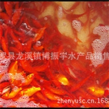 金鲫鱼金鲫鱼苗鱼苗