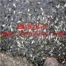 高雄性罗非鱼苗奥尼鱼苗