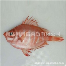 批发酒店特色食材餐厅餐厅用海鲜帆旗鱼大量供应【图】