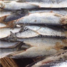 适用食堂、餐厅、自助餐25+俄罗斯青鱼大量批发【图】