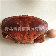 直销酒店自助餐专用黄金蟹【图】