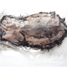 霞浦海鲜鲜活冷冻墨鱼供应各类海鲜全国各地的海鲜市场