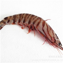 【钦龙食品】厂家直供冰鲜九节虾绿色餐桌美味营养各类海产
