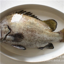 【钦龙食品】厂家直供黑鲷鱼、营养美味黑鲷鱼等各类冷冻海产品