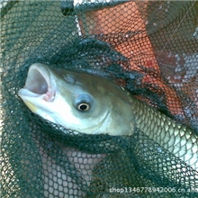 各种鱼类、生态养殖、草鱼、鲫鱼、鲢鱼、水产鱼类