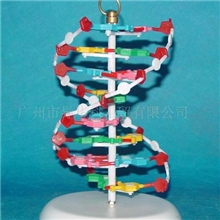 \Gd07000083中式小型DNA模型