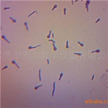 破伤风芽孢植物病理学切片