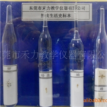 动物浸制标本各种昆虫标本按蚊生活史标本