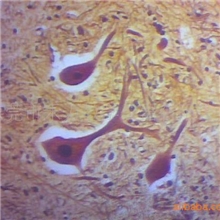 组胚学类运动神经元切片教学切片