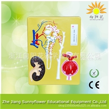 肾单位，肾小体，放大模型生物医疗模型
