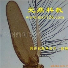 大量供应优质生物显微玻片-具芒状触角（家蝇）