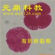 大量供应优质生物显微玻片-海胆卵裂期