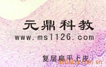 厂家大量供应优质组胚切片-复层扁平上皮