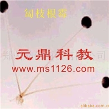 厂家大量供应优质显微镜切片-生物切片标本