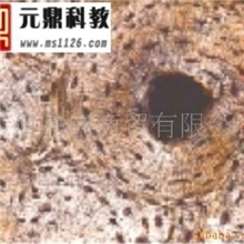 厂家大量生产供应优质组胚切片-硬骨横磨片