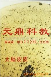 大量供应优质生物显微玻片-大脑皮质