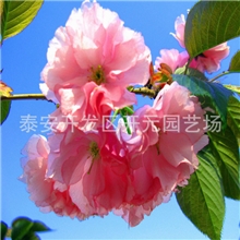 各种规格速生樱花15069820002出售樱花苗