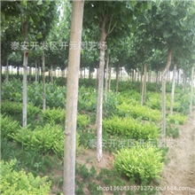 各种规格法桐150682002法桐苗山东速生法桐苗