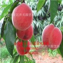 供应大量桃苗桃树苗