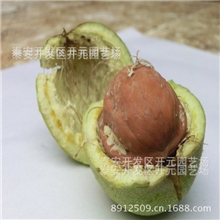 干核桃15069820002纸皮核桃青皮核桃