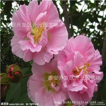各种规格木槿木槿苗15069820002
