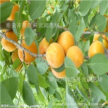 杏苗基地15069820002供应杏树苗凯特杏金太阳