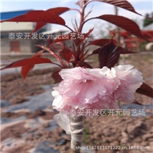 供应各种规格红叶碧桃15069820002