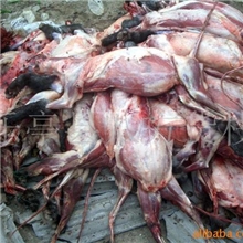 供应貉子肉,狐狸肉,貉肉,狐肉，貉子油，分割肉