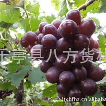 巨丰葡萄葡萄罐头葡萄套袋葡萄乐亭葡萄葡萄基地