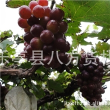 供应葡萄巨峰葡萄乐亭葡萄套袋葡萄葡萄基地