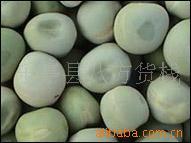 供应青豌豆，绿豌豆，豌豆，河北绿豌豆，唐山绿豌豆