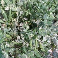 供应豌豆角豌豆荚绿豌豆角