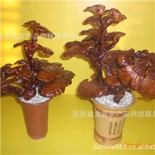 室内盆景灵芝盆景批发小型盆景