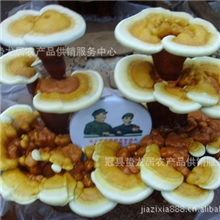 山东盆景批发灵芝盆景