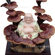 供应灵芝盆景山东盆景微盆景花草盆景