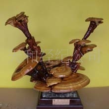 供应室内盆景批发迷你盆景批室内盆景植物