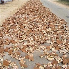 供应灵芝灵芝破壁粉破壁灵芝