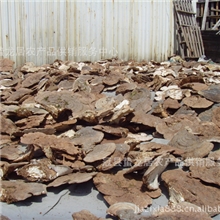 供应灵芝山东冠县灵芝干灵芝